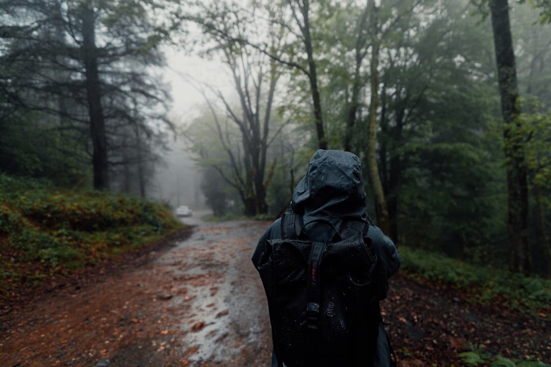 foggy forest trail